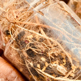 11 Araku Valley Roots For Hair Oil-1 Bottle