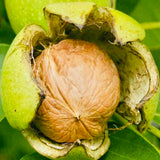 Paper Shell-Walnut In Shell