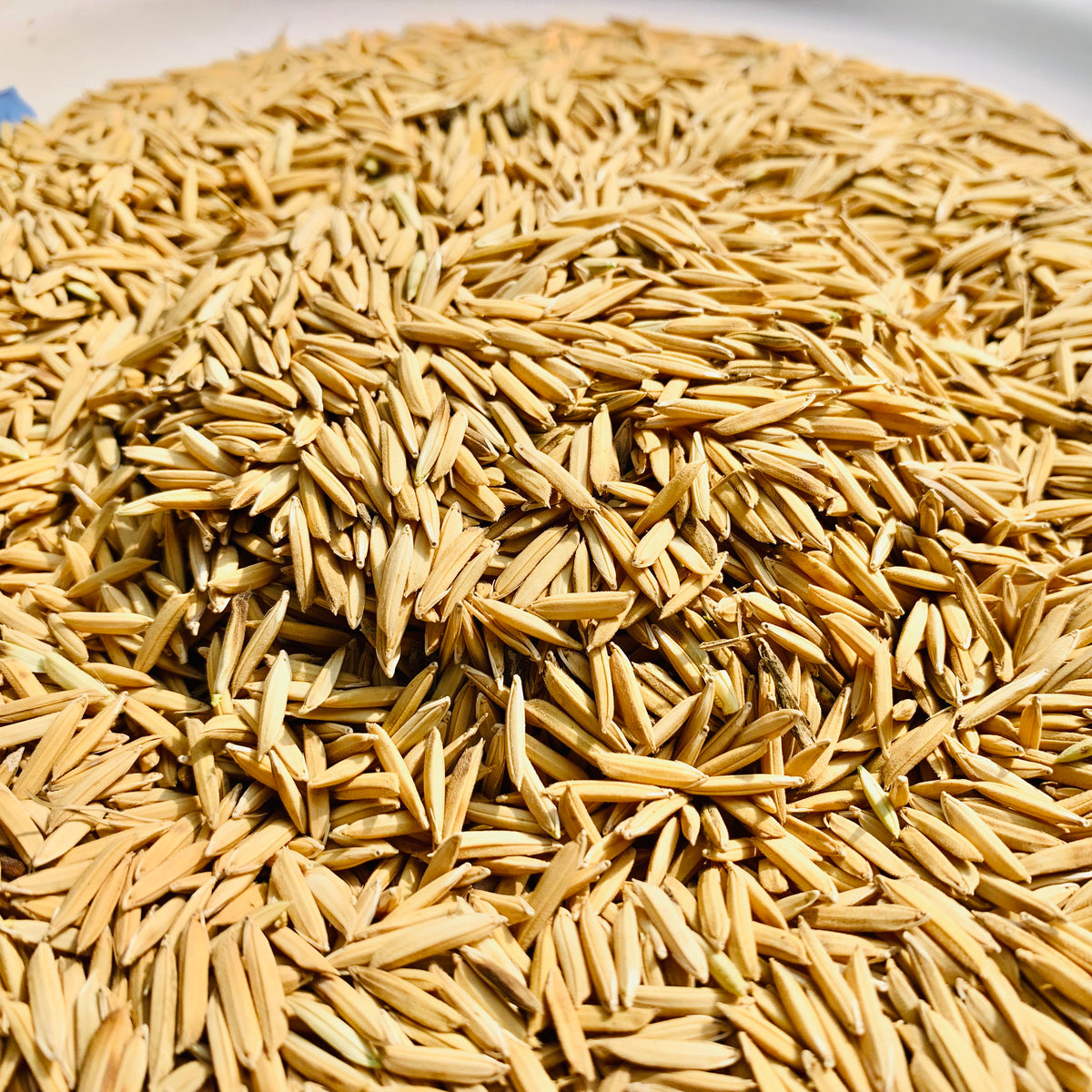 Pusa Basmati 1692 Paddy Seeds Vintage Farmers