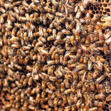Stingless-Little Bee Raw Honey