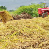 Desi Red Paddy Seeds-Kulakar