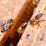 Cultured Honey-1 Kg Packs