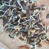 Kaala Battu Black Paddy Seeds