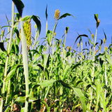 Sorghum Seeds-Jowar-Jonnalu-1 Kg Pack