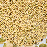 Raw White Peas-Batani-Safed Matar