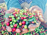 Araku Coffee Whole Beans-Roasted
