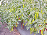 Guntur Whole Red Mirchi-Natural Raw Chilli