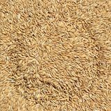 WGL 962 Paddy Seeds
