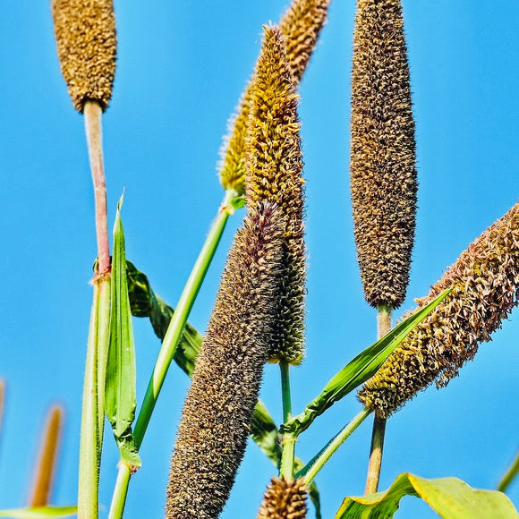 Natural Pearl Millet Seeds-Bajra Seeds-Gantelu