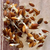 Tiny Pearl Paddy Seeds-Chitti Muthyalu-1 Kg Pack