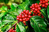 Araku Coffee Whole Beans-Roasted