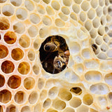 Unprocessed Raw Wild Honey