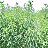 Sunn Hemp Seeds-Janumu Vithanalu