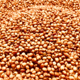 Red Sorghum Seeds-Lal Jowar-Yerra Jonnalu