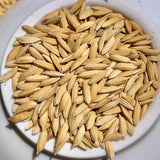 WGL 962 Paddy Seeds
