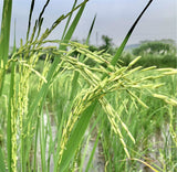 Pusa Basmati 1509 Paddy Seeds