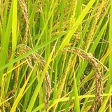 Manipuri Black Paddy Seeds-Chakhao Black Paddy