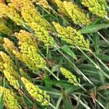 Green Sorghum Seeds For Cultivation-Jowar-Pacha Jonnalu