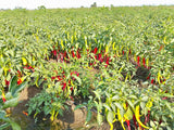 Guntur Whole Red Mirchi-Natural Raw Chilli