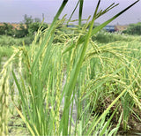 Pusa Basmati 1509 Paddy Seeds