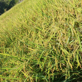 Desi Kulakar Red Paddy Seeds