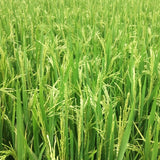 WGL-1246 Paddy Seeds