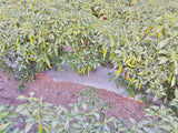 Guntur Whole Red Mirchi-Natural Raw Chilli