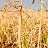 Scented Rice-Sugandha Paddy Seeds-1 Kg Pack