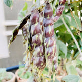 Whole Red Gram Seeds-Kandulu-Cultivation