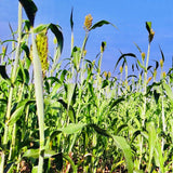 White Sorghum Seeds For Cultivation-Jowar-Jonnalu
