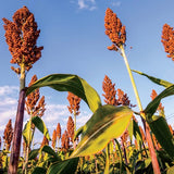 Red Sorghum Seeds-Lal Jowar-Yerra Jonnalu