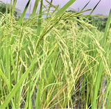 Pusa Basmati 1509 Paddy Seeds