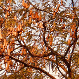 Tamarind Fruit Extract-Without Seeds