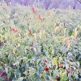 Kashmiri Whole Red Chilli-Natural Raw Mirchi