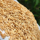 WGL 962 Paddy Seeds