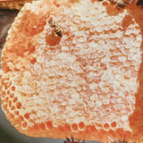 Stingless-Little Bee Raw Honey