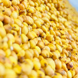 Green Sorghum Grains-Jowar-Pacha Jonnalu-1 Kg Pack
