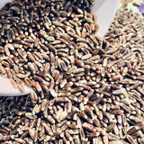 Natural Black Wheat Grains-1 Kg Packs