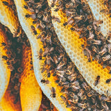 Stingless-Little Bee Raw Honey