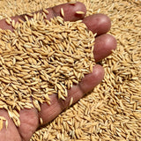 WGL 962 Paddy Seeds