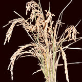 Scented Rice-Sugandha Paddy Seeds-1 Kg Pack
