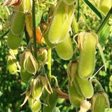 Sunn Hemp Seeds-Janumu Vithanalu