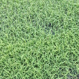 Pusa Basmati 1509 Paddy Seeds