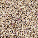 Manipuri Black Paddy Seeds-Chakhao Black Paddy