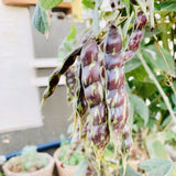 1 Kg Toor Dal