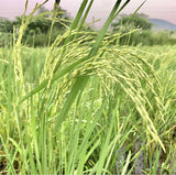 Pusa Basmati 1509 Paddy Seeds