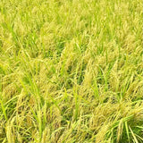 Pusa Basmati 1509 Paddy Seeds