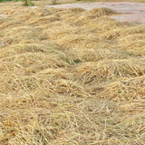 Desi Kulakar Red Paddy Seeds