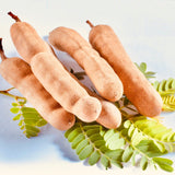 Tamarind Fruit Extract-Without Seeds