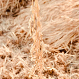 WGL-1246 Paddy Seeds